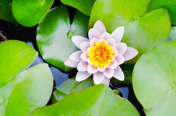 Water lily — Stock Photo, Image