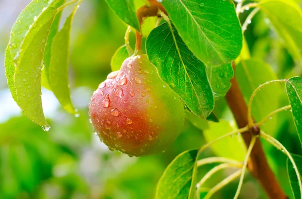 Pear on tree — Stock Photo, Image