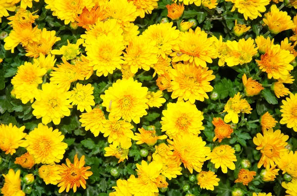 Jaune chrysanthème fleurs fond — Photo