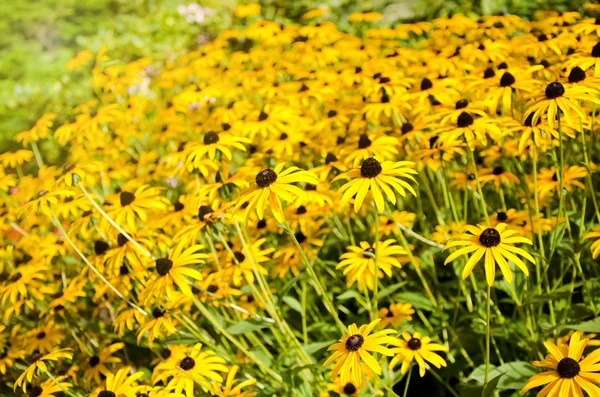 庭の明るい黄色のルドケビアまたは黒い目のスーザンの花 — ストック写真