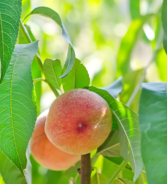 Peach on the tree — Stock Photo, Image