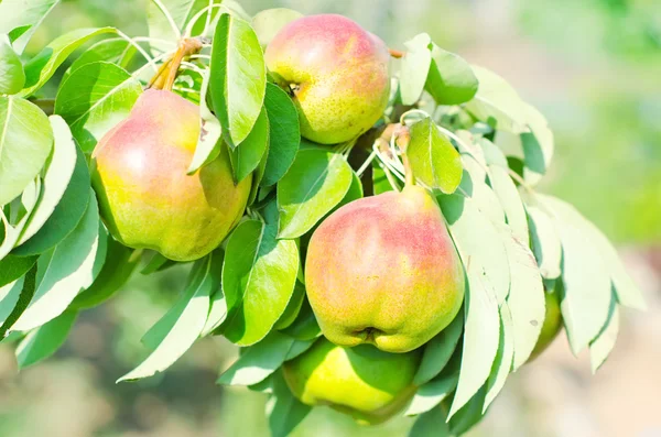 Pfirsich auf dem Baum — Stockfoto