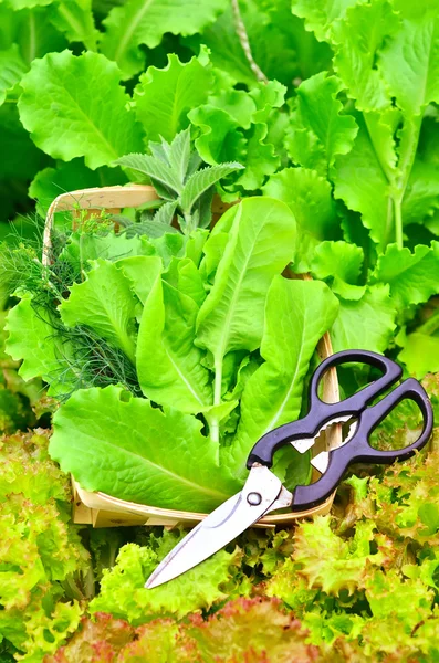 Freah sallad — Stockfoto