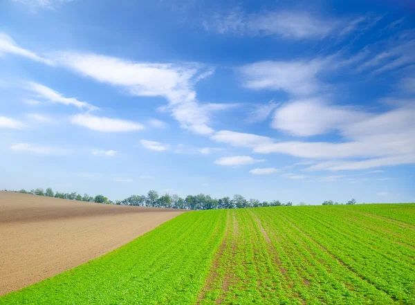 Campo — Fotografia de Stock