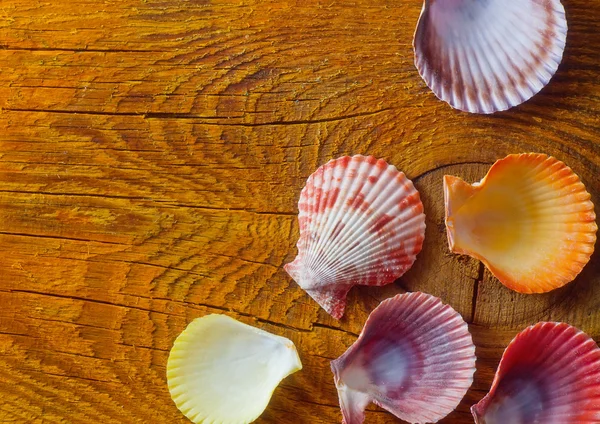 Concha sobre fondo de madera — Foto de Stock