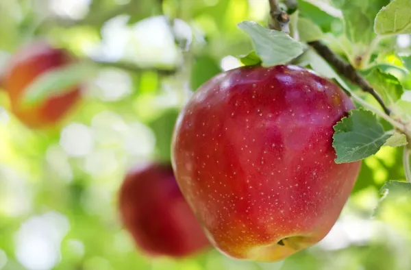 Apple on a branch — Stock Photo, Image