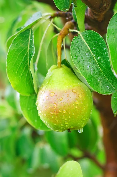 Peras en el árbol — Foto de Stock