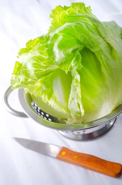 Cabbage leaves — Stock Photo, Image