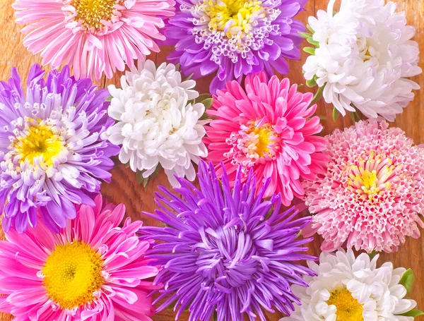 Beautifful bloemen — Stockfoto