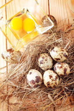 bıldırcın yumurtası