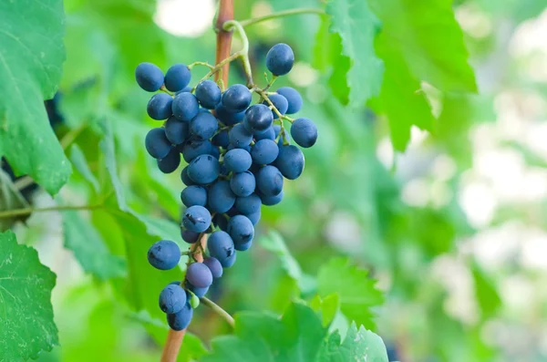 Листя виноградної лози — стокове фото