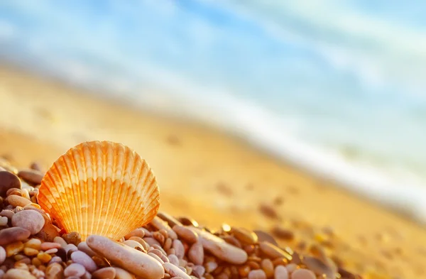 Concha en la playa — Foto de Stock