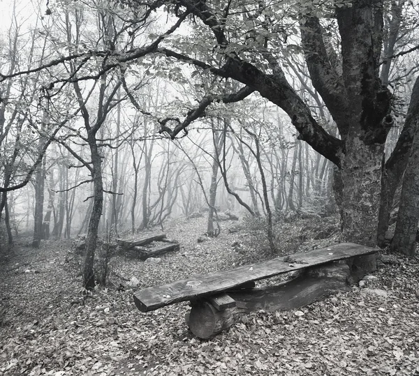 Bench in the forest