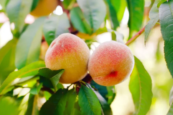 Peach on the tree — Stock Photo, Image