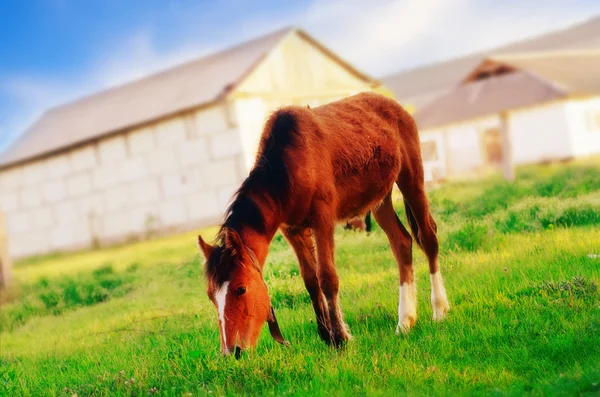 Horse on the grass — Stock Photo, Image