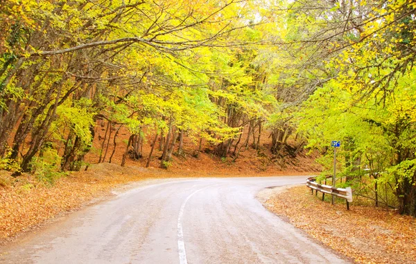 Väg i höstskogen — Stockfoto