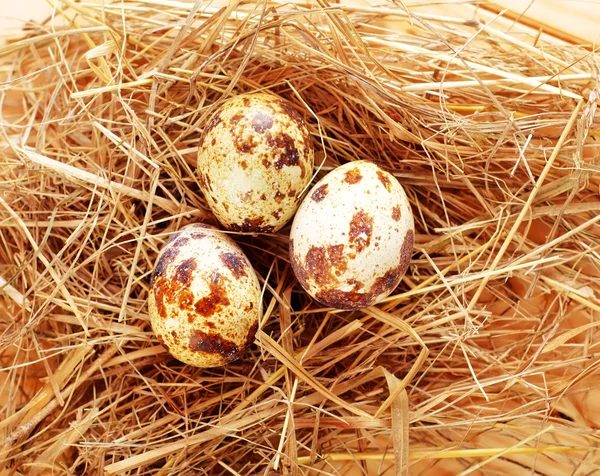 Quail eggs — Stock Photo, Image