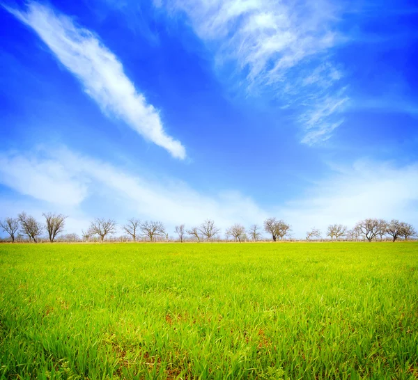 Campo verde — Fotografia de Stock