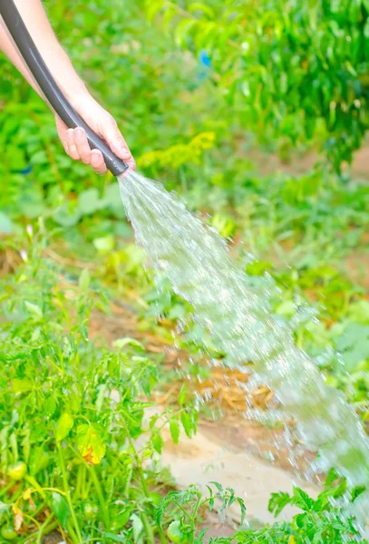 Hortumdan bahçe sulama işi. — Stok fotoğraf