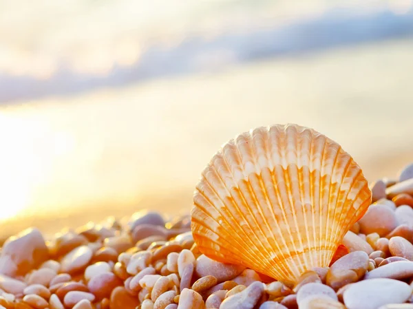 Concha en la playa — Foto de Stock