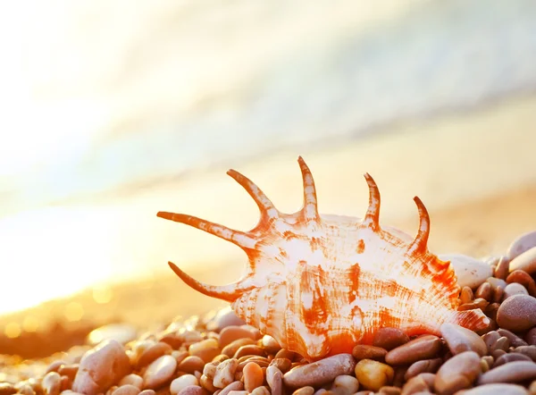 Shell en la playa — Foto de Stock