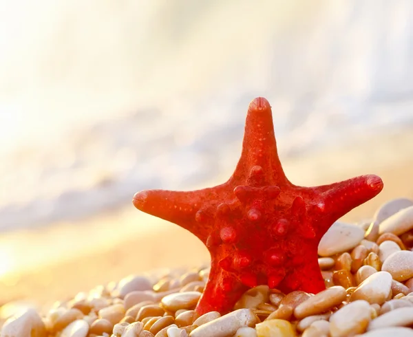 Muschel am Strand — Stockfoto