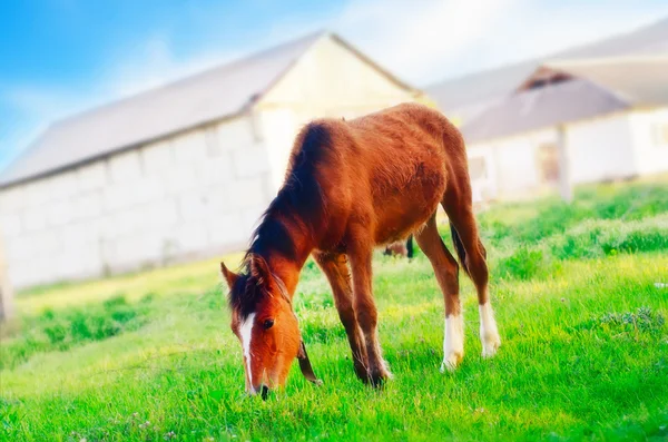 Kůň v poli — Stock fotografie