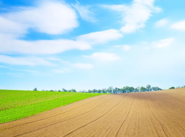 Campo — Foto Stock