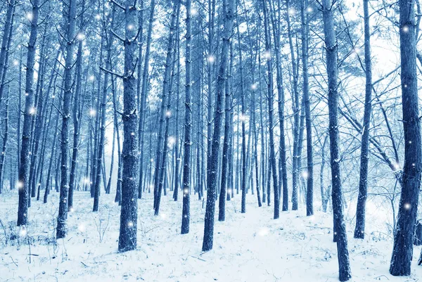 Ormanda kar var. — Stok fotoğraf