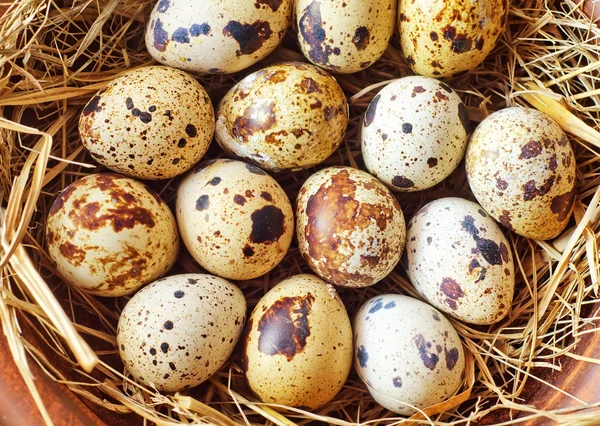 Raw guail eggs — Stock Photo, Image