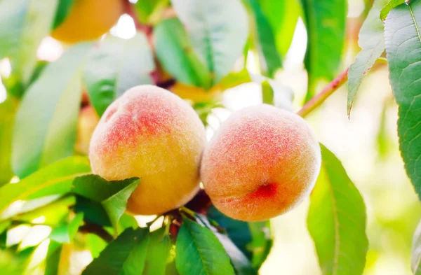 Perzik op boom — Stockfoto