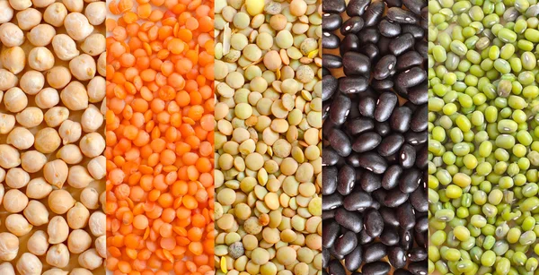 콩의 다른 종류 — 스톡 사진