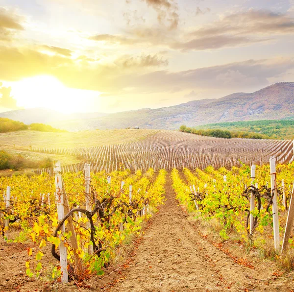 Vineyard in Crimea — Stock Photo, Image