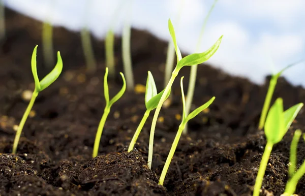 Sprouts — Stock Photo, Image