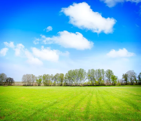 Поле, деревья и голубое небо — стоковое фото