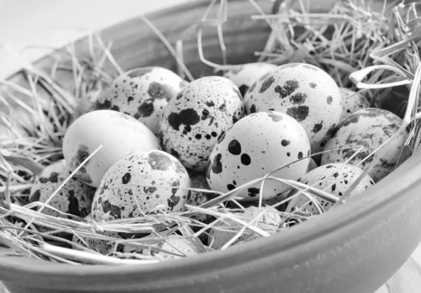 Ruwe guail eieren — Stockfoto
