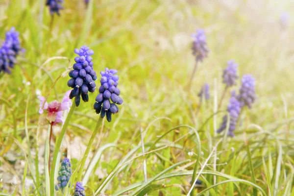 Fiori in giardino — Foto Stock