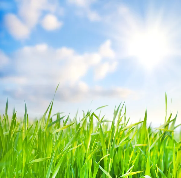 Erba e cielo — Foto Stock