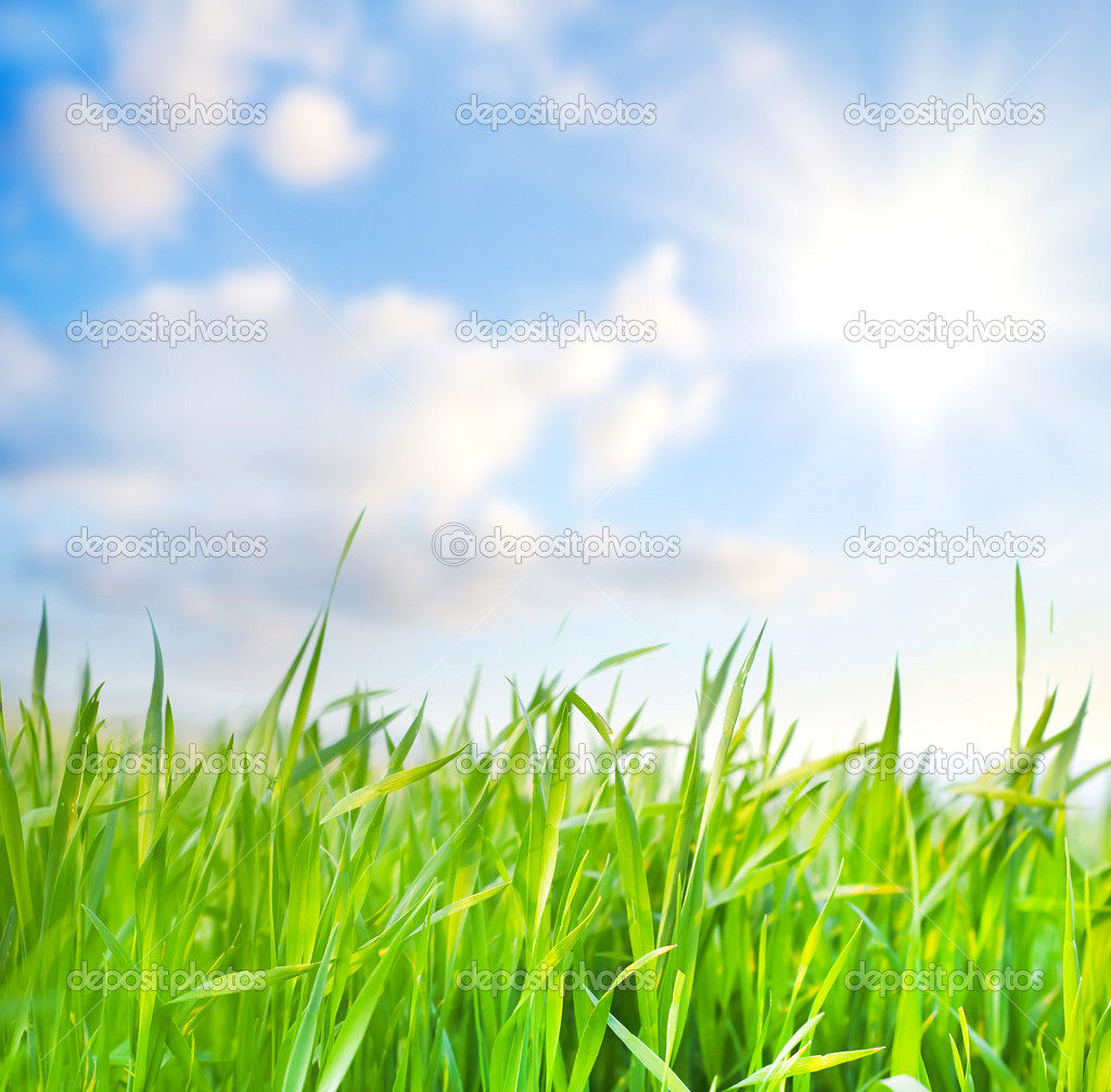 Grass and sky