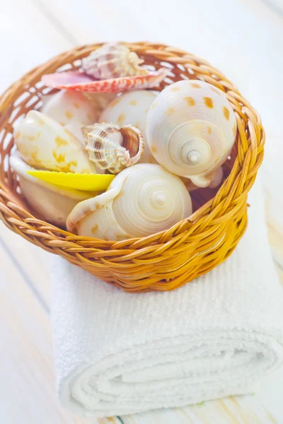 Coquilles dans le panier — Photo