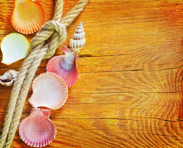 Shells on wooden background — Stock Photo, Image