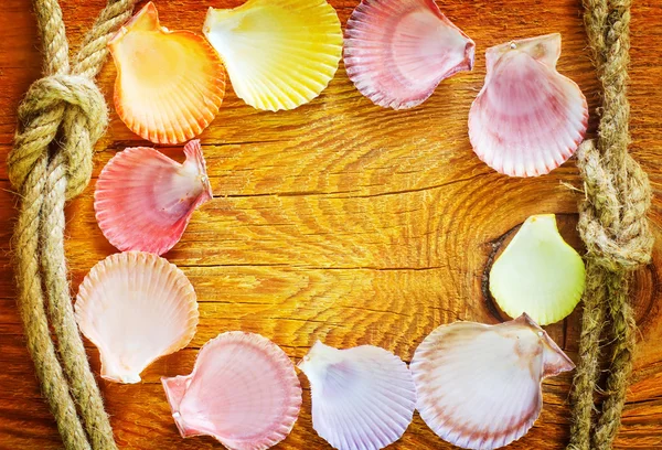 Coquilles sur fond en bois — Photo