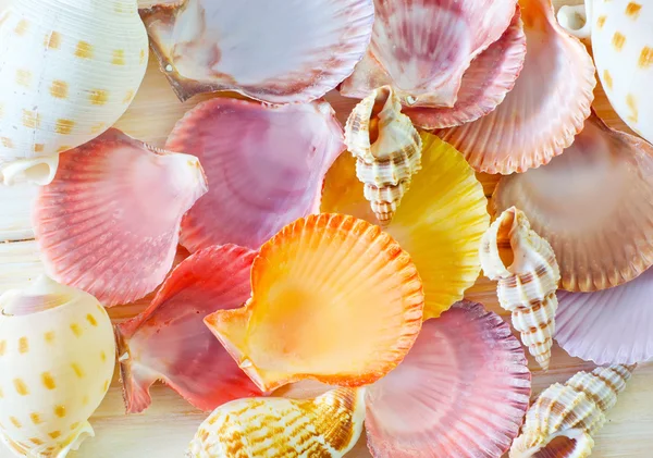 Shells — Stock Photo, Image