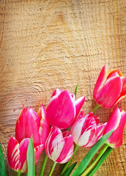 Tulpen — Stockfoto