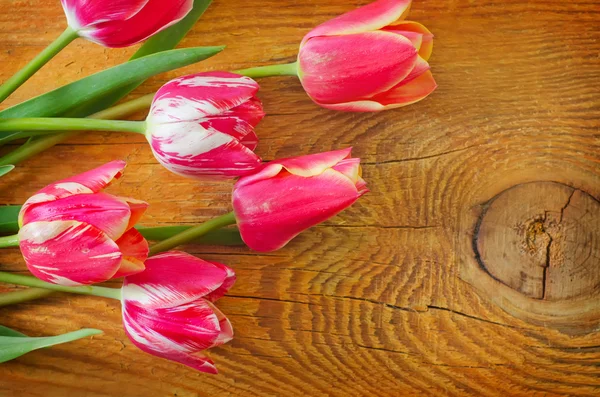 Tulips — Stock Photo, Image