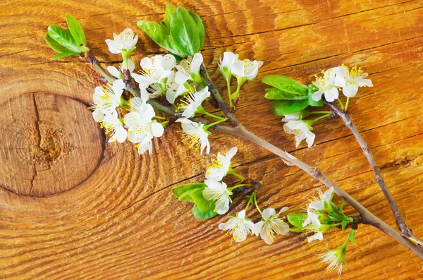 Bloemen op houten achtergrond — Stockfoto