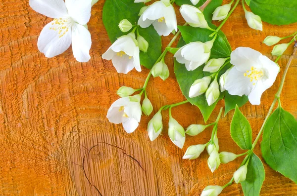 Jasmin on wooden background — Stock Photo, Image