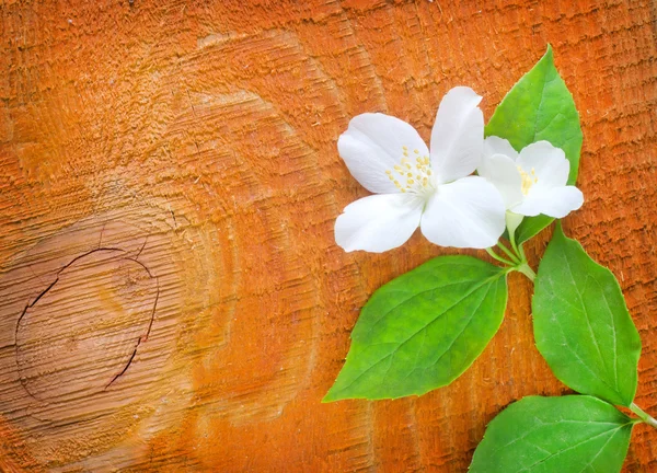 Jasmin op houten achtergrond — Stockfoto