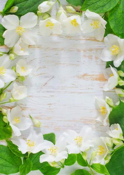 Jasmijn voorjaar Bloemenlijst op witte achtergrond — Stockfoto