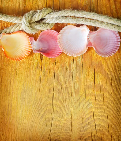 Conchiglie su sfondo di legno — Foto Stock